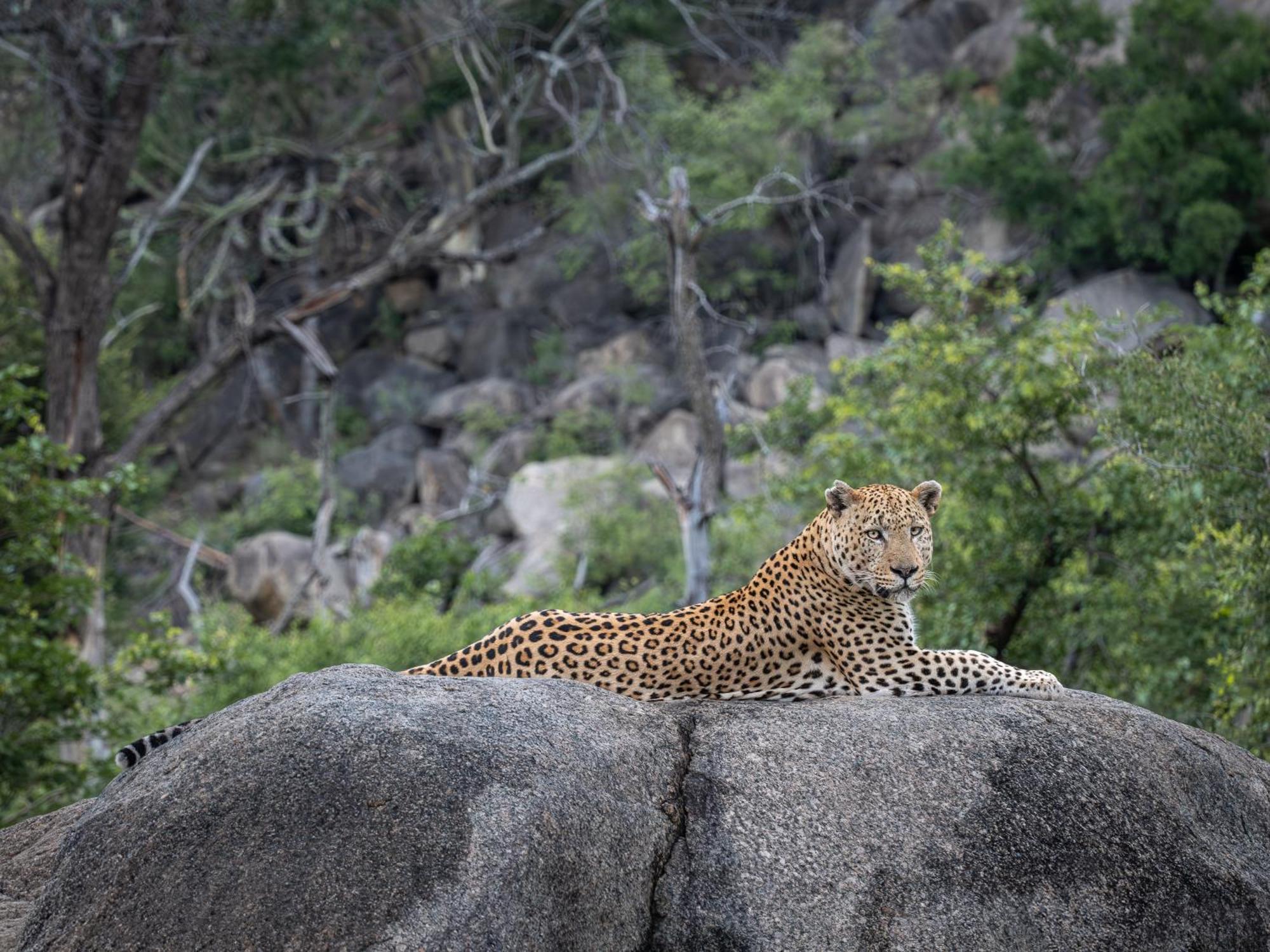 Nyati Safari Lodge Hoedspruit Zewnętrze zdjęcie