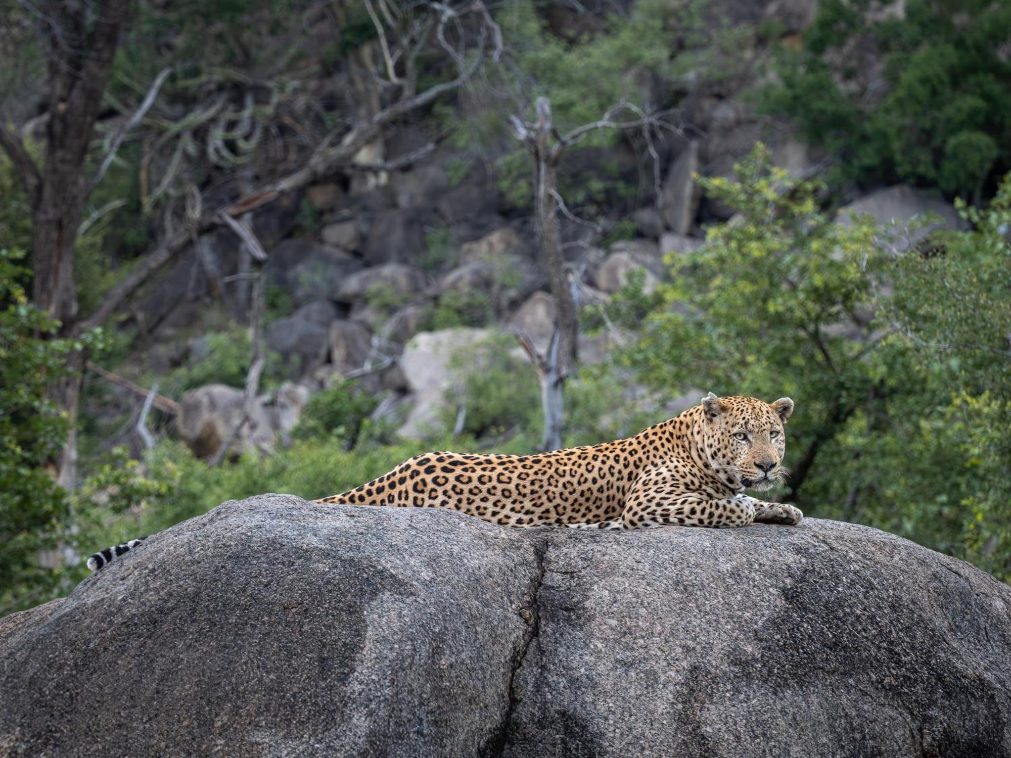 Nyati Safari Lodge Hoedspruit Zewnętrze zdjęcie