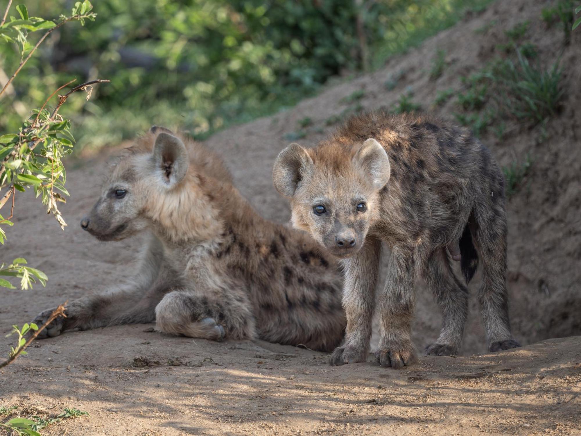Nyati Safari Lodge Hoedspruit Zewnętrze zdjęcie