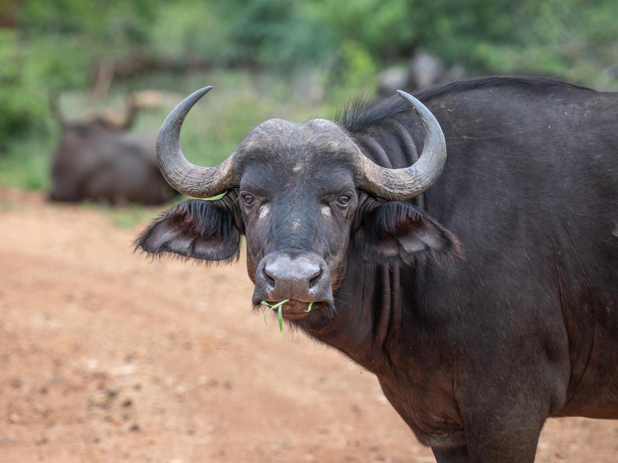 Nyati Safari Lodge Hoedspruit Zewnętrze zdjęcie